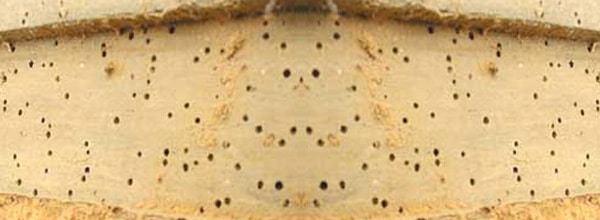 Vrillette - Lyctus insecte mangeant le bois