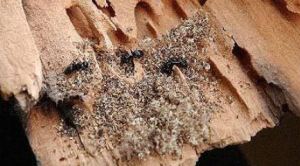 fourmis charpentières mangeant du bois