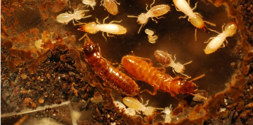 termite insecte mangeant le bois